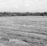 ПЕРВЫЙ РЖЕВСКИЙ ЛЁН - Ржевские новости